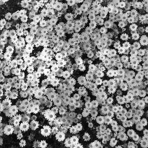 Meet your Posher, Amya